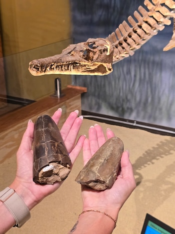 Descubrieron en Wyoming una nueva especie de calamar del Jurásico