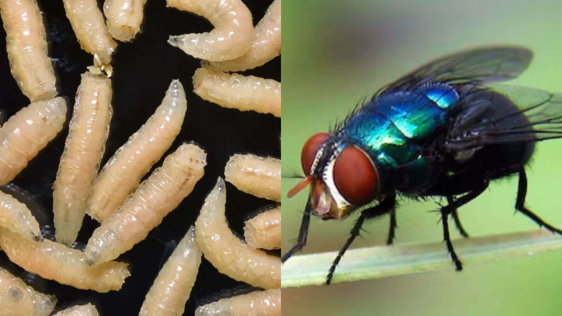 La técnica del insecto estéril emplea radiación ionizante para evitar la reproducción del gusano barrenador del ganado. (Foto: Europa Press/Contacto/La Nacion)