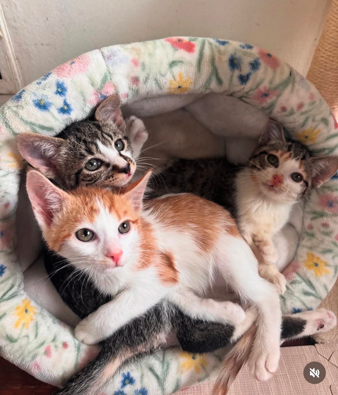 Macy Lyle decidió posponer la eutanasia de los gatitos con hipoplasia cerebelosa, confiando en que el amor y las terapias alternativas podrían mejorar su calidad de vida.(IG/@riverdale_community_cats)