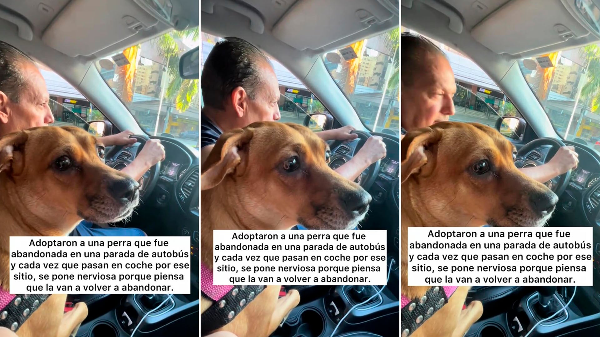 La historia de Cacau, la perrita rescatada de una parada de colectivos, emociona a miles en redes sociales