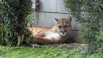 Capturan un puma en Pasadena tras poner en alerta a dos escuelas durante una graduación
