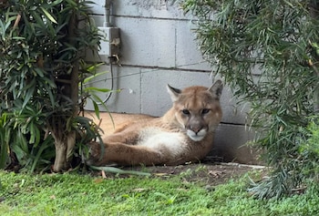 Un puma de color marrón claro descansa en el suelo cubierto de hierba y tierra, junto a un muro de bloques gris y entre arbustos verdes