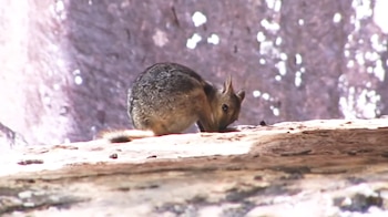 Un pequeño marsupial de pelaje pardo y grisáceo permanece inclinado sobre una roca en un entorno de piedra
