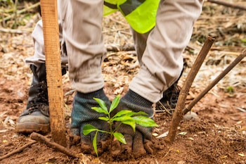 El Proyecto Selva Paranaense Vida
