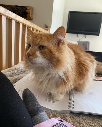 Toby fue adoptado por una