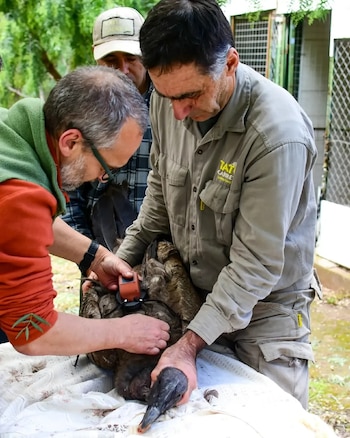 A la izquierda un ave rapaz despliega una de sus alas junto a una red, y a la derecha dos personas examinan detenidamente al animal
