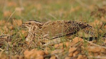 SEO/BirdLife pide a las comunidades autónomas suspender la caza de especies en declive durante la media veda