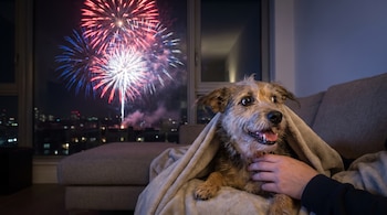 Perro sentado en sofá con manta, mano humana acaricia. Fuegos artificiales en ventana, fondo de ciudad nocturna.