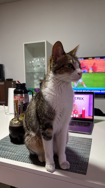 Tita, la otro gata del club, encontró un nuevo hogar junto a Ivo