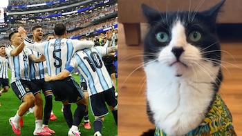 Billy, el gato viral que aseguran que acertó 21 resultados del Mundial y ya señalan como el “nuevo Pulpo Paul”