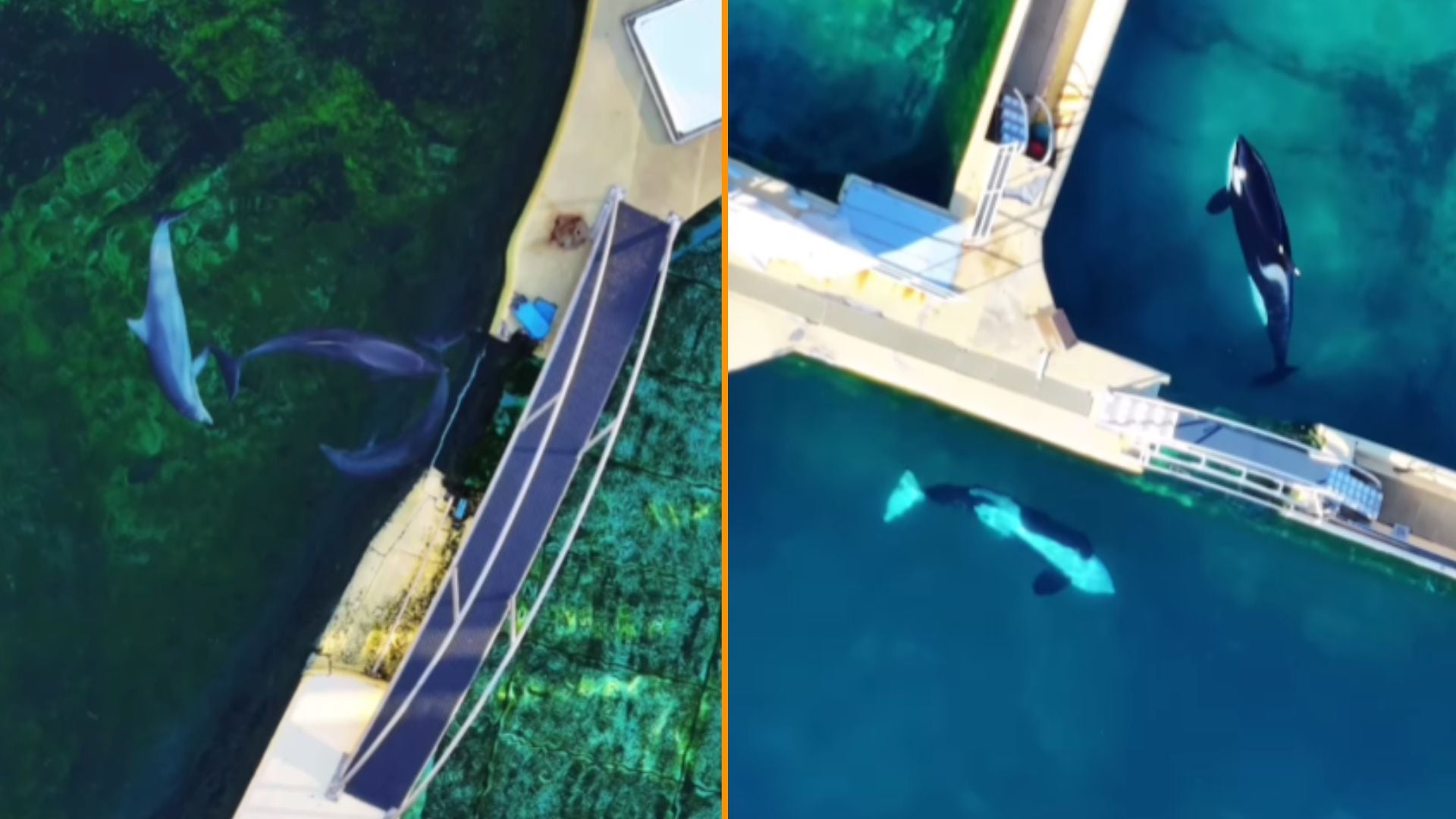 Delfines y orcas siguen en el abandonado parque de Marineland Antibes, en Francia. (@wearetidebreakers)