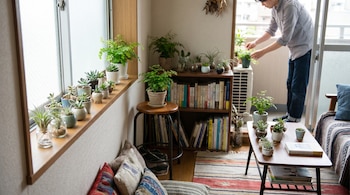 Vista interior de un departamento con un hombre cuidando plantas en la ventana. Numerosas miniplantas y suculentas decoran el alféizar, estanterías y una mesa baja.