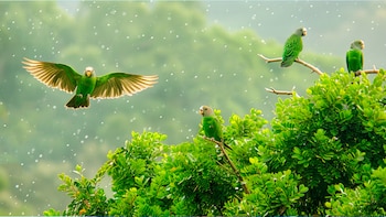 Perico monje, también conocido como