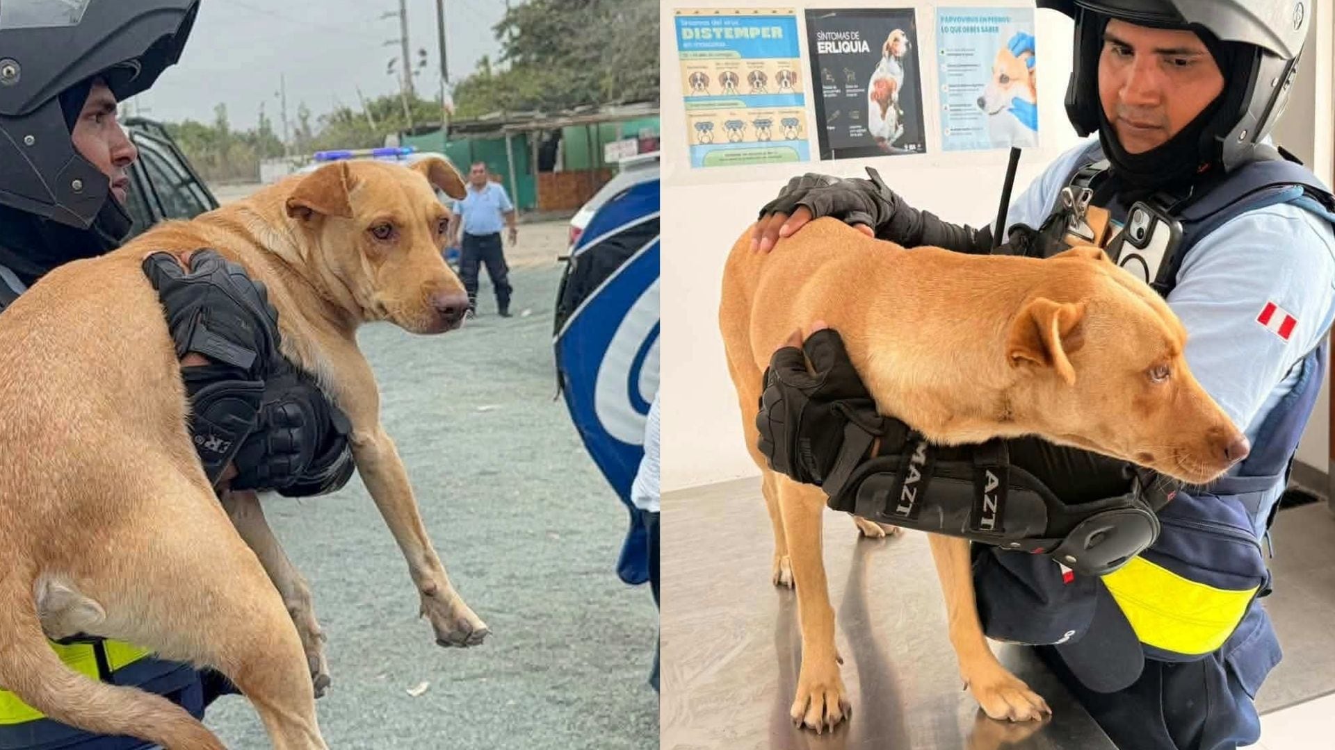Hombre es sorprendido abusando sexualmente de su perrita en Áncash: la mascota presenta lesiones y depresión