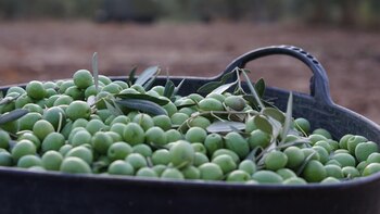 El Consejo de IGP Aceituna