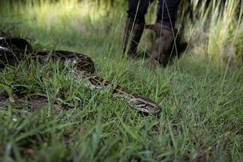 El Florida Python Challenge entrega USD 10.000 a quien elimine la mayor cantidad de pitones durante diez días (REUTERS/Marco Bello)