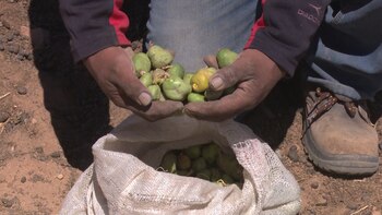Los productores adoptaron nuevas prácticas aportadas por los técnicos, porque entienden que mejorar y cuidar sus tierras evita la migración de las familias hacia los centros urbanos
