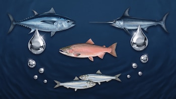 Mercurio en el pescado: qué especies conviene elegir y cuáles evitar