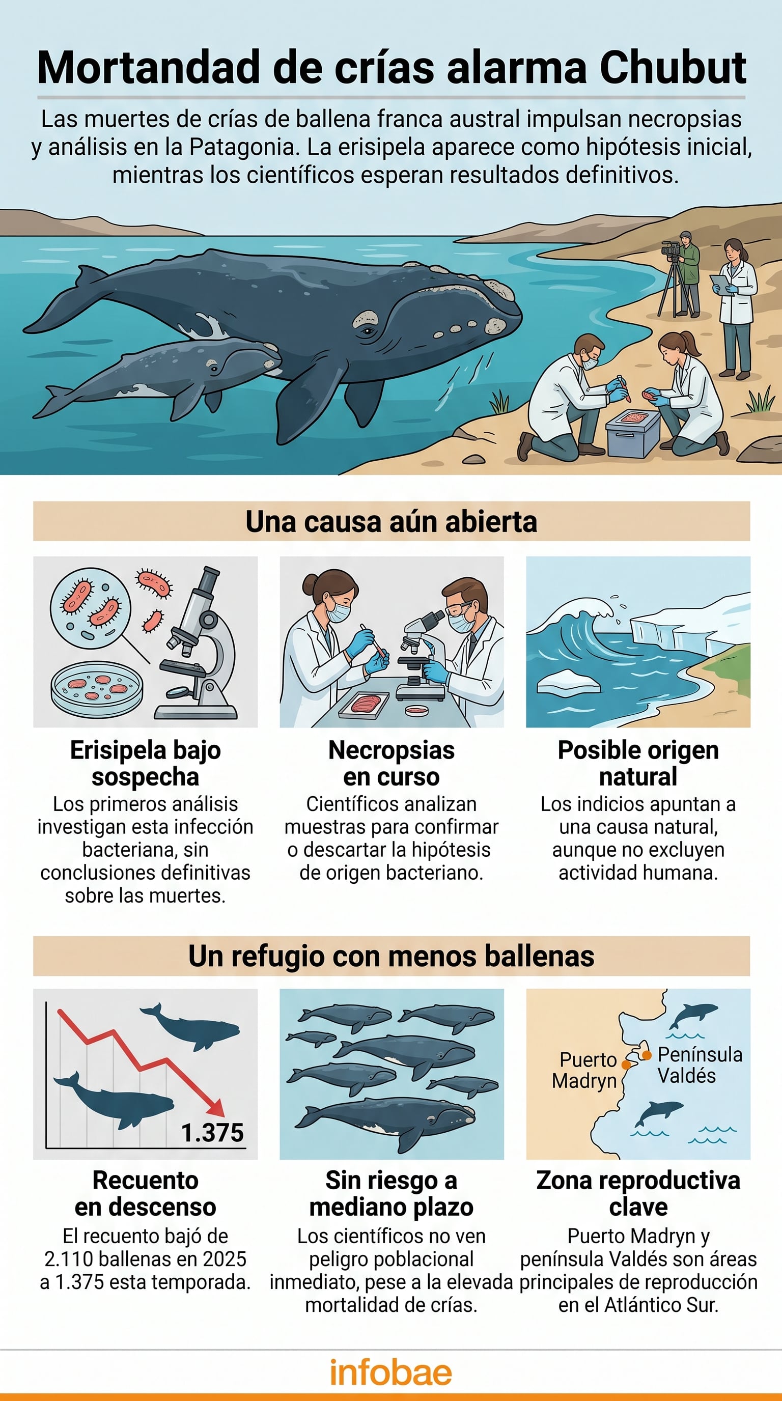Una investigación científica en Chubut analiza una infección bacteriana como posible causa de la muerte de ballenatos en las costas de la Patagonia argentina (Imagen Ilustrativa Infobae)