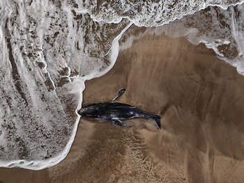 El cuerpo de la ballena