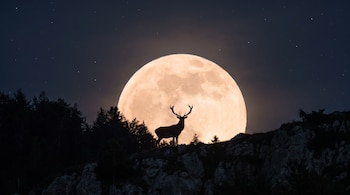 Gran luna llena brillante en un cielo estrellado de noche, con la silueta de un ciervo macho de grandes astas parado sobre una colina rocosa con árboles.