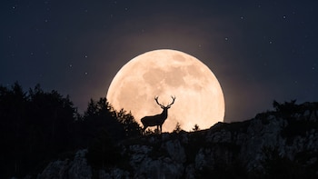 Significado y origen de la luna de ciervo: una luna que se apreciará más grande gracias a un efecto óptico