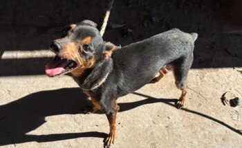 El perro rescatado durante el