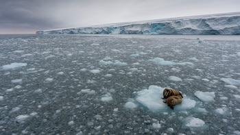© Christian Åslund / Greenpeace