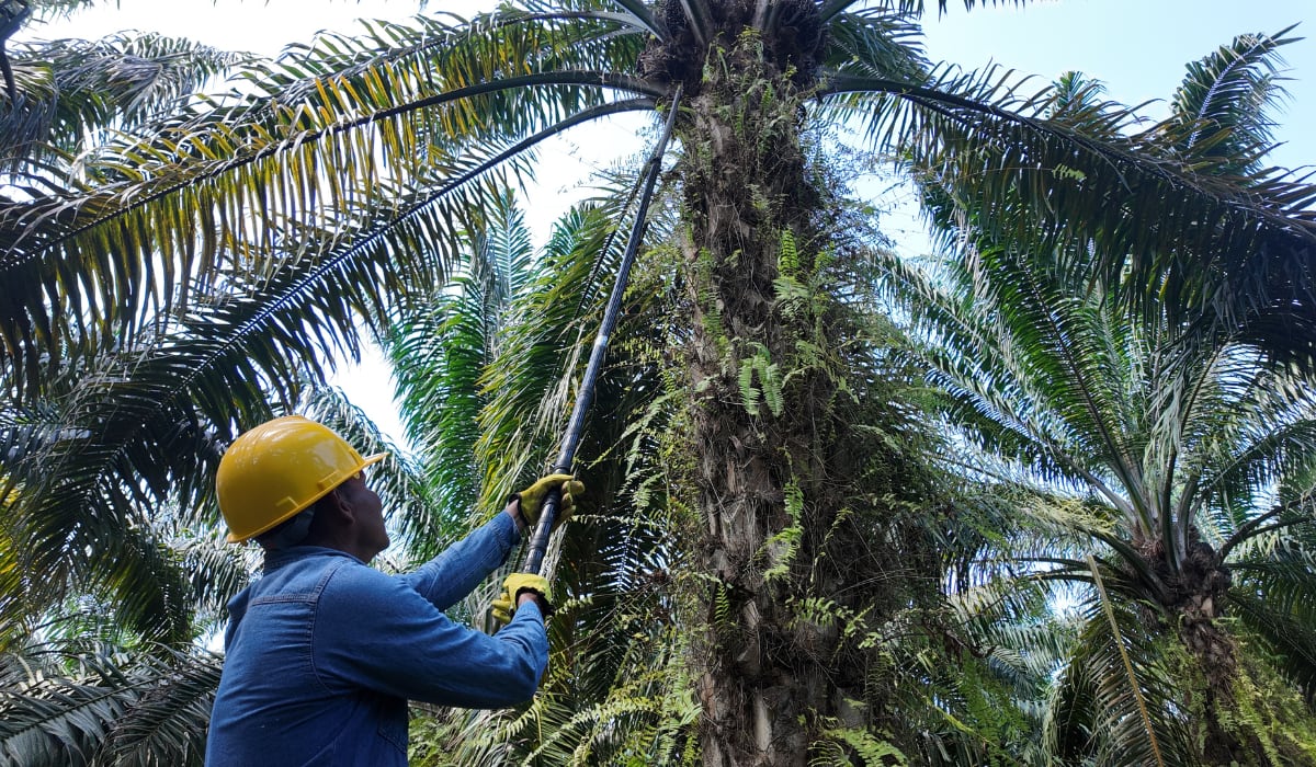 El apoyo de la Mesa Redonda sobre Aceite de Palma Sostenible y su fondo RSSF benefició directamente a 6.184 pequeños productores en América Latina. - (RSPO)
