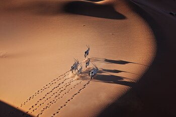 El desierto del Namib también
