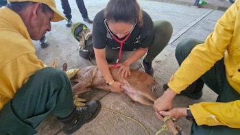 Tres ejemplares de fauna silvestre
