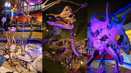 Bosque de Chapultepec presenta ‘Dinosaurium’: horarios, precios y fechas para ver la exposición de dinosaurios