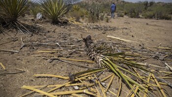 La yucca de Baja California