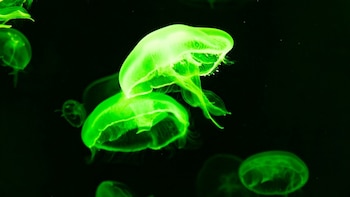 El desarrollo de proteínas fluorescentes