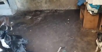 26 perritos fueron rescatados y