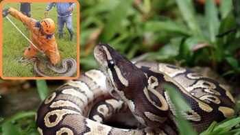 Video: así se vivió el