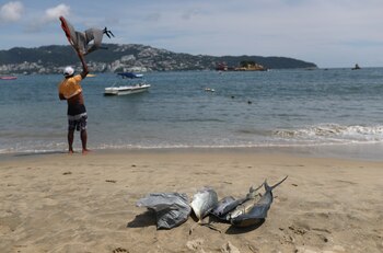 Los comentarios de Quadri contra