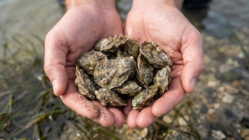 Un proyecto basado en la liberación de ostras promete restaurar la biodiversidad marina