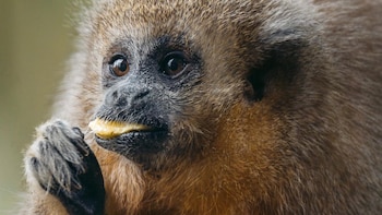 Mono tocón es reconocido como especie emblemática de Moyobamba por su valor natural y cultural