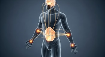 Un estudio identifica una vía