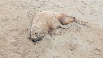 La gripe aviar ha matado