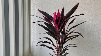 Planta con hojas rojizas y púrpuras, pared blanca texturizada, cortina de rayas verticales grises y blancas.