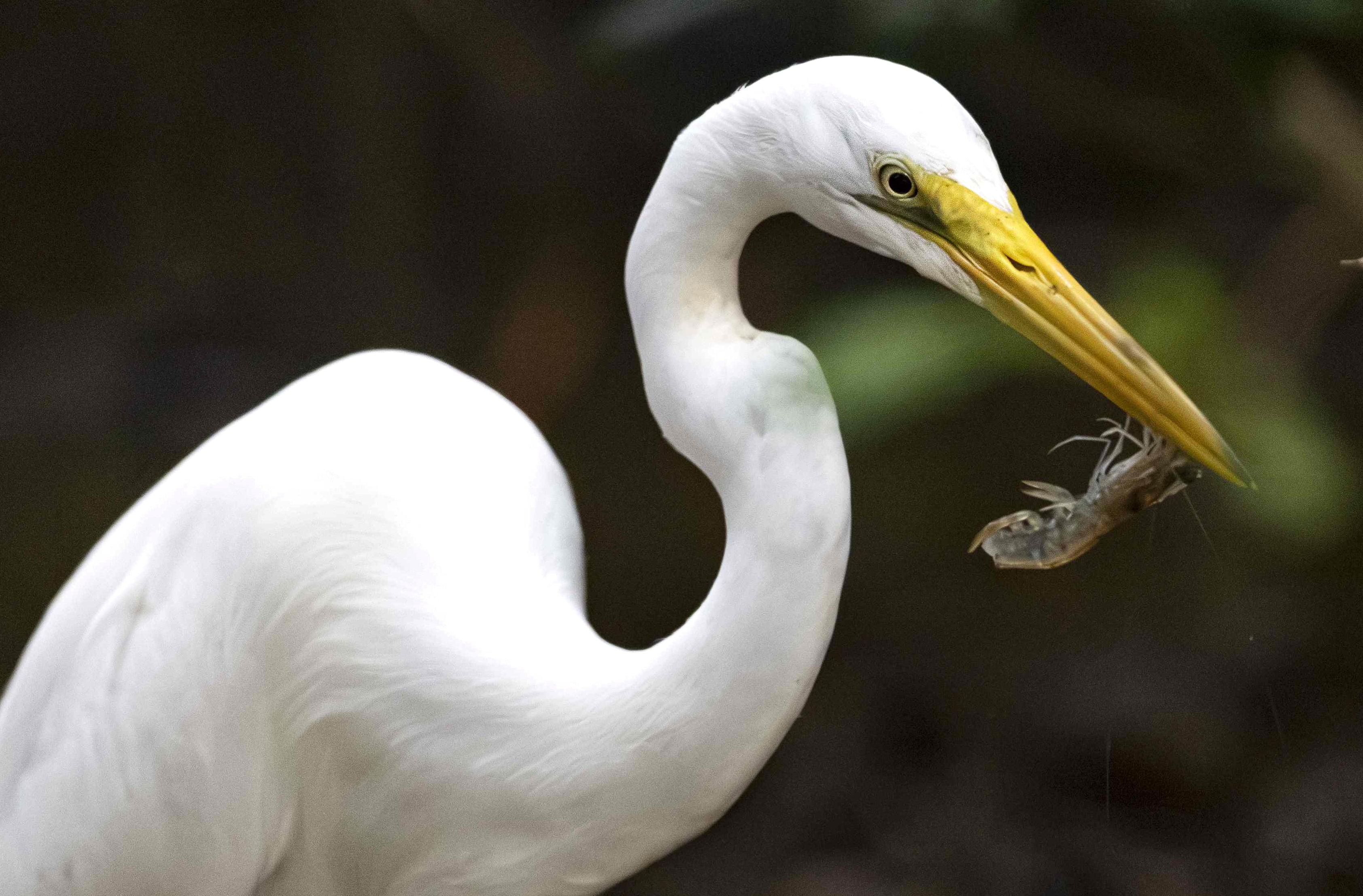 Conoce las exóticas aves que puedes ver en temporadas de anidación en el manglar de Bajamar, Costa Rica