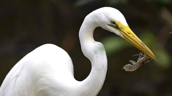Conoce las exóticas aves que puedes ver en temporadas de anidación en el manglar de Bajamar, Costa Rica