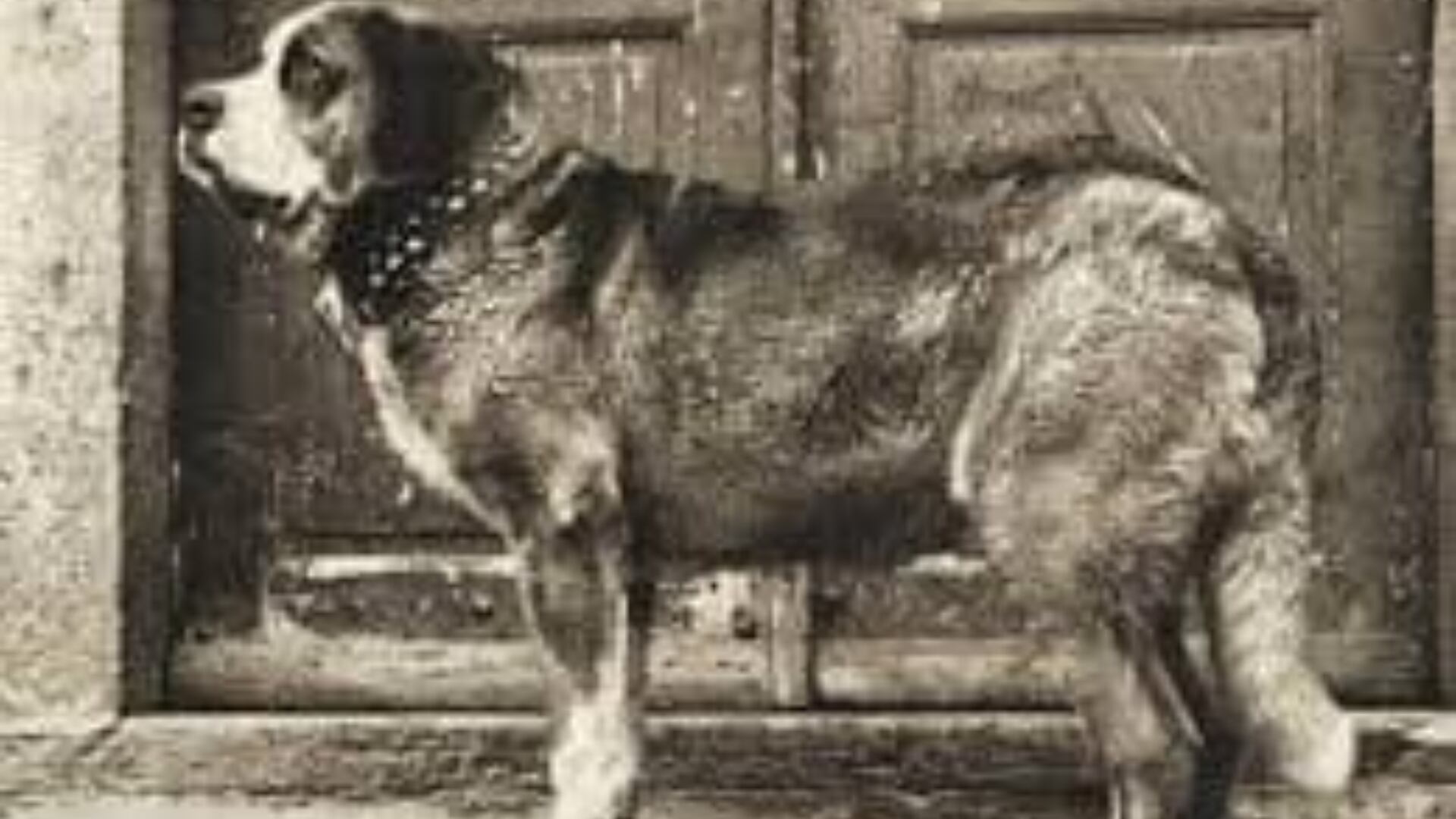 Más allá de los mitos, la vida de Barry revela el origen de los perros de rescate suizos y su transformación en símbolo nacional.