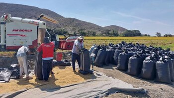 Las plagas están causando pérdidas