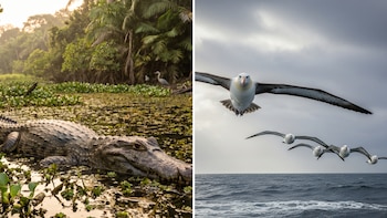 Díptico. Izquierda: un caimán en agua con plantas acuáticas y un ave zancuda en el fondo. Derecha: cinco albatros vuelan sobre el océano gris