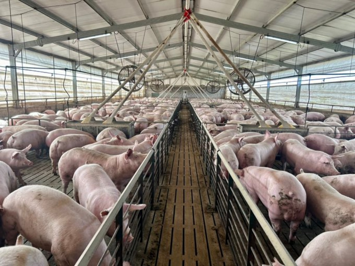 La producción porcina creció 15,7% en el primer trimestre - Infobae