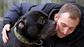 Qué significa que un perro