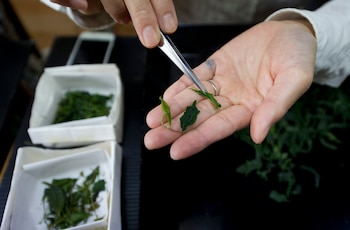 Esta bebida popular en todo